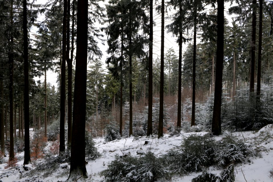 Around Weilquellpfad Taunus with snow 2021-04-06 23