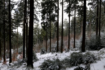 Around Weilquellpfad Taunus with snow 2021-04-06 23