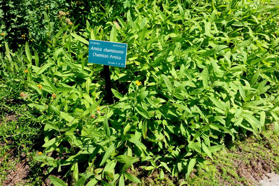 Arnica chamissonis - Coastal Maine Botanical Gardens - DSC03110