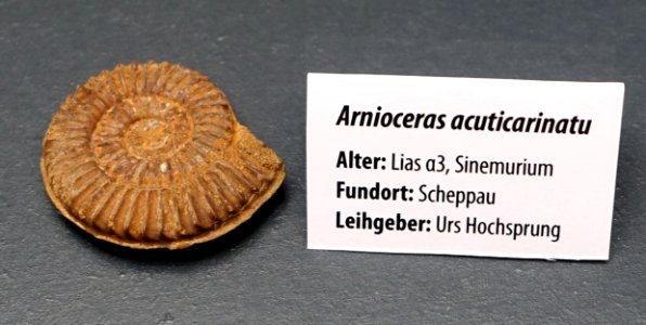 Arnioceras acuticarinatu - Naturhistorisches Museum, Braunschweig, Germany - DSC05129