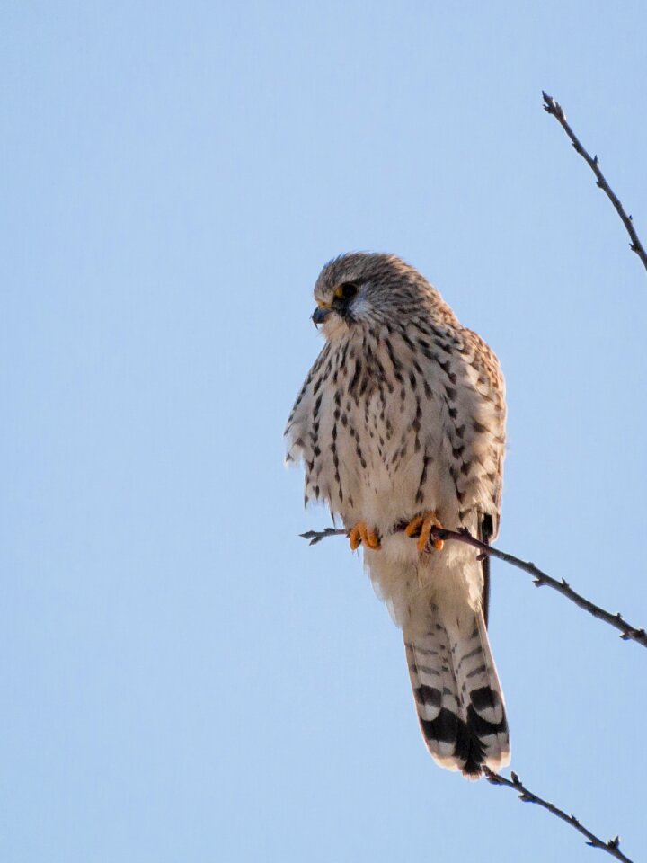 Raptor bird of prey plumage