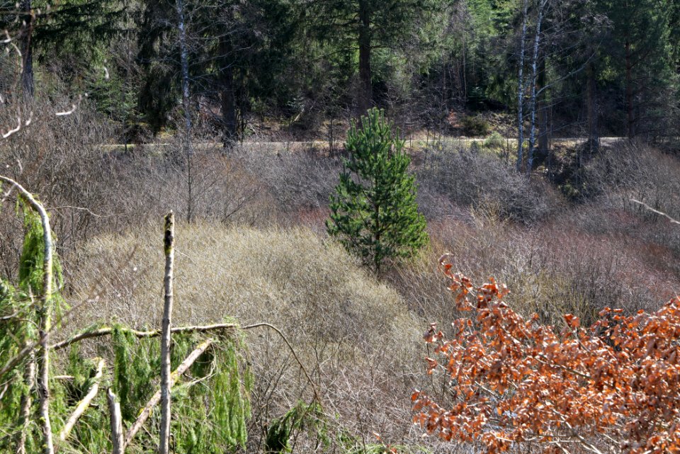 Around Schwarzenbachtalsperre 2020-03-15 03