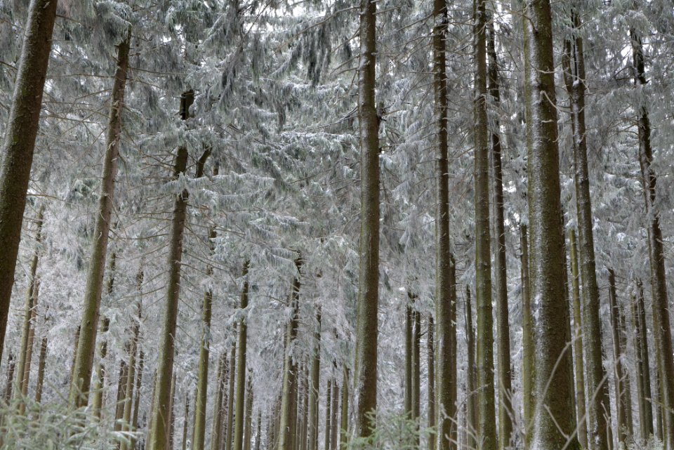 Around Weilquellpfad Taunus with snow 2021-04-06 30