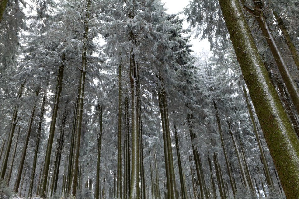 Around Weilquellpfad Taunus with snow 2021-04-06 25