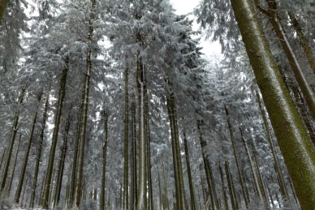 Around Weilquellpfad Taunus with snow 2021-04-06 25