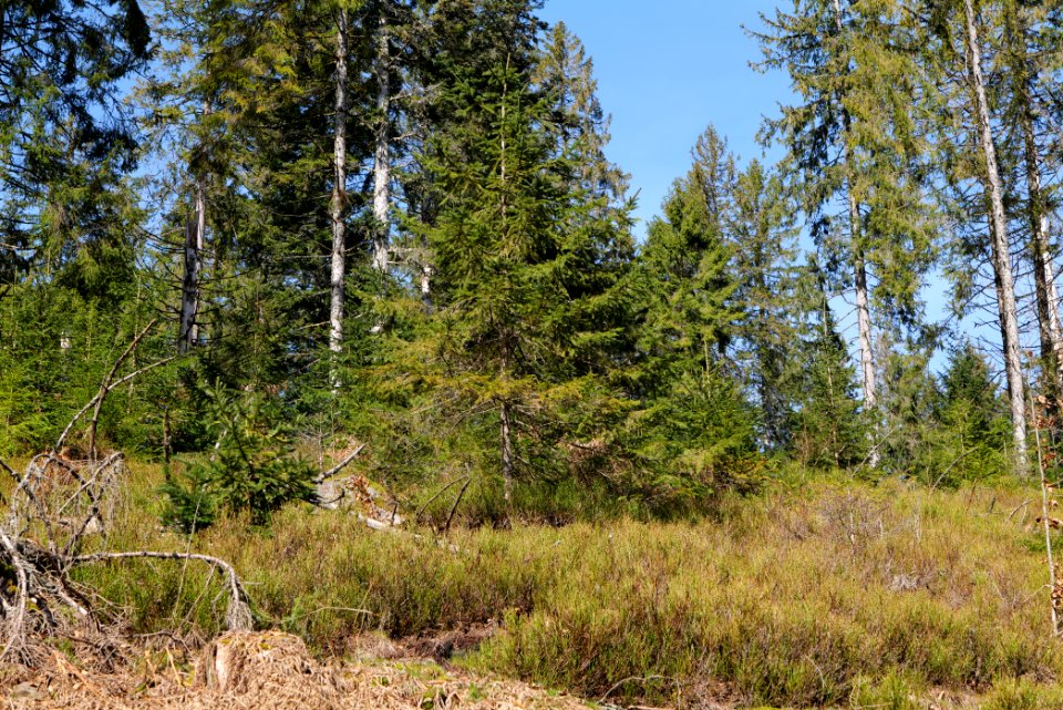 Around Schwarzenbach Northern Black Forest 2020-03-15 85