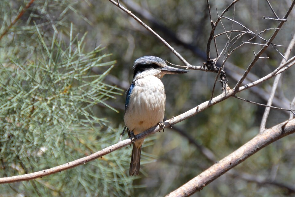 Kookaburra bird wildlife