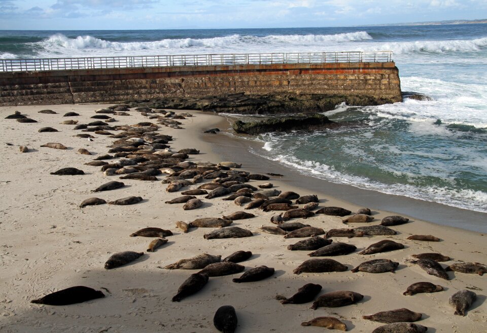 Animal wildlife marine