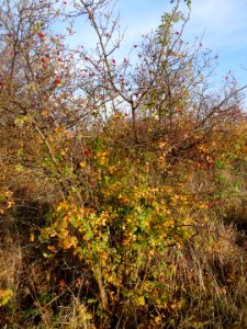 Bdg DolinkiFordonskie 10-18 4