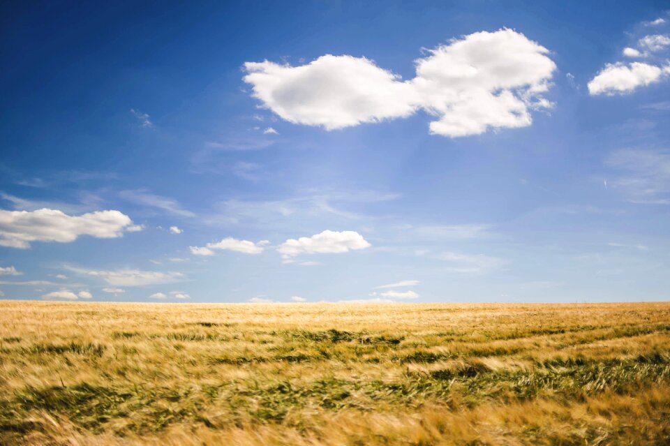 Grass grassland landscape