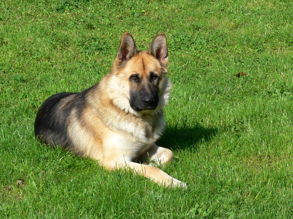Animal cute puppy