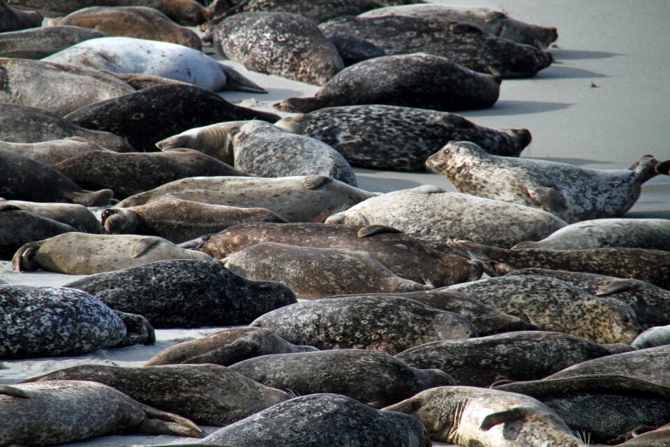 Animal wildlife marine
