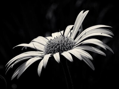 Flower garden b w photography