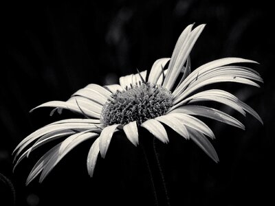 Flower garden b w photography photo