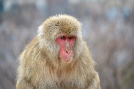 Macaque wildlife animal photo