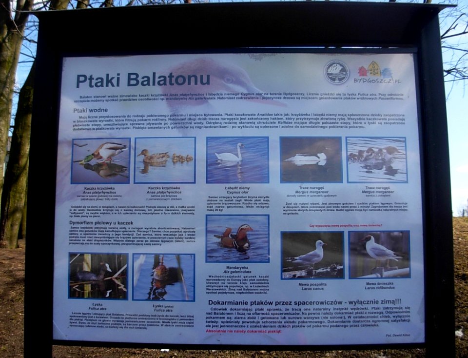 Bdg Bartodzieje Balaton ptaki 04-2013a