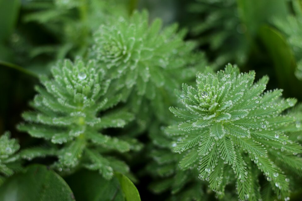 Morning natural green morning