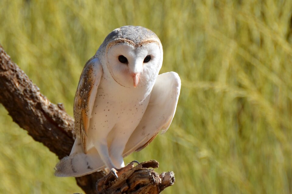 Owl bird wildlife