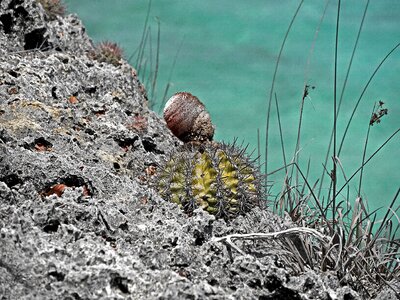 Nature holiday antilles photo