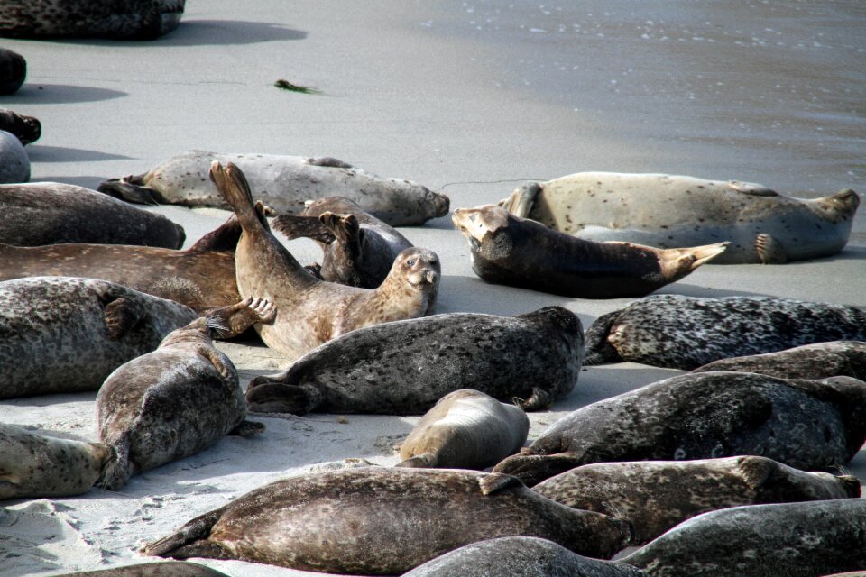 Animal wildlife marine