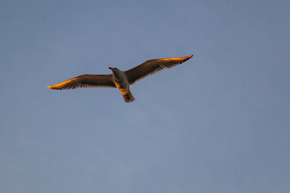 Bird flying sky