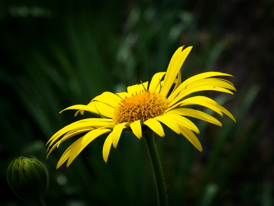 Yellow flower garden