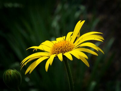 Yellow flower garden