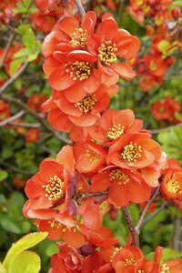 Red orange flowers japanese ornamental quince