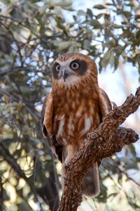 Owl bird wildlife