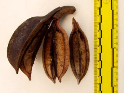 Bayur (Pterospermum diversifolium) pod ruled
