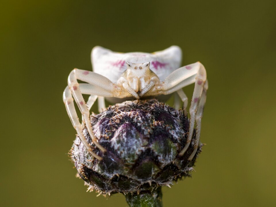 Macro nature hunter
