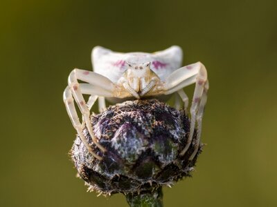 Macro nature hunter photo