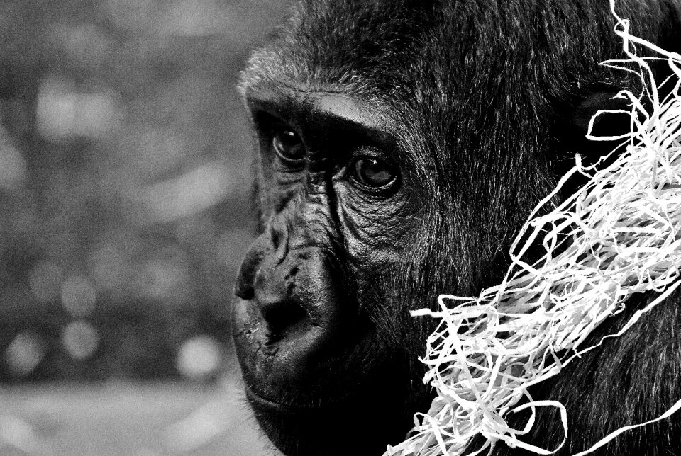 Zoo furry omnivore