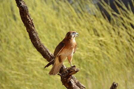 Bird predator wildlife photo