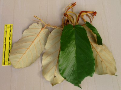 Bayur (Pterospermum diversifolium) leaves ruled
