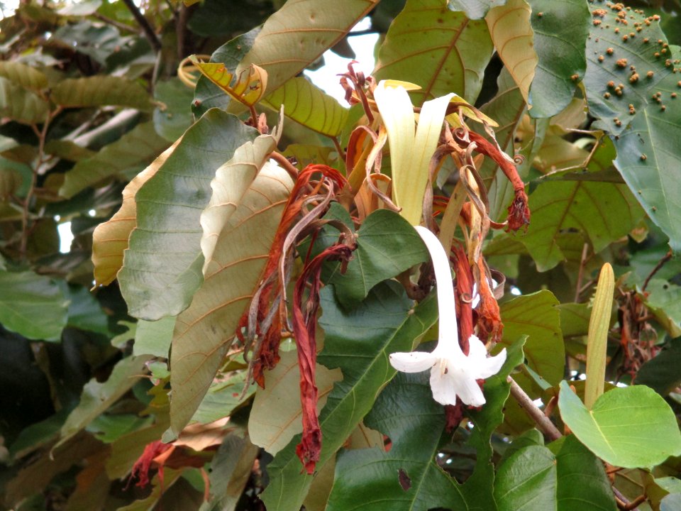 Bayur (Pterospermum diversifolium) flower 2
