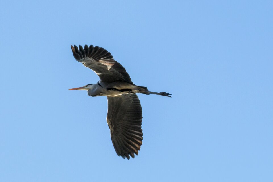 Flying birds wing