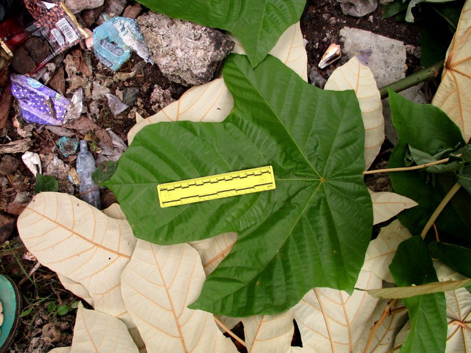 Bayur (Pterospermum diversifolium) juvenile leaves ruled