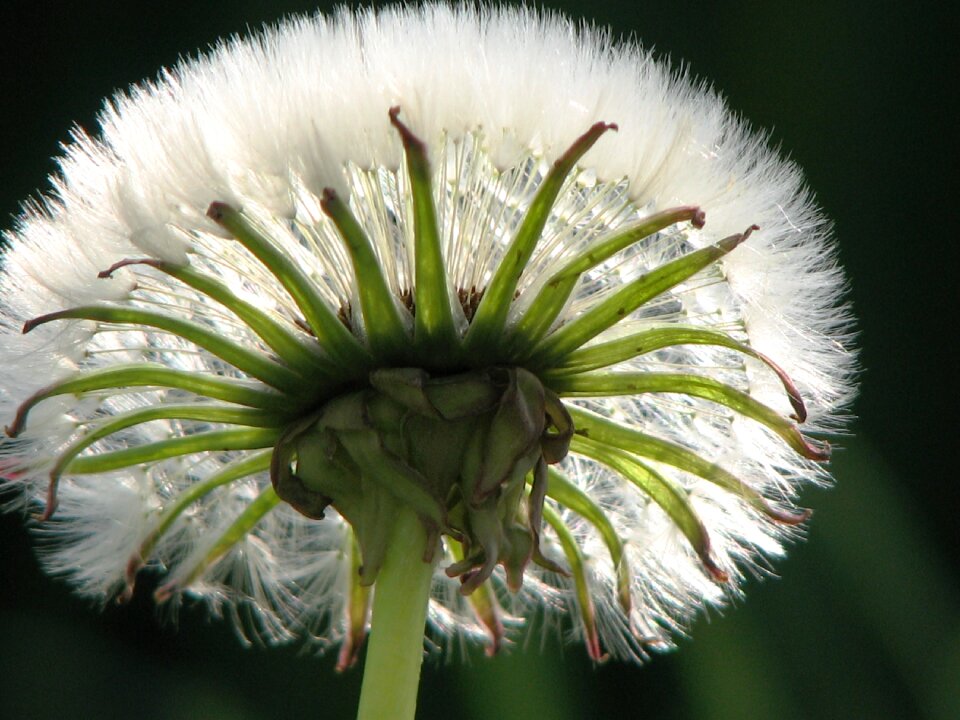 Dandelion seeds umbrella