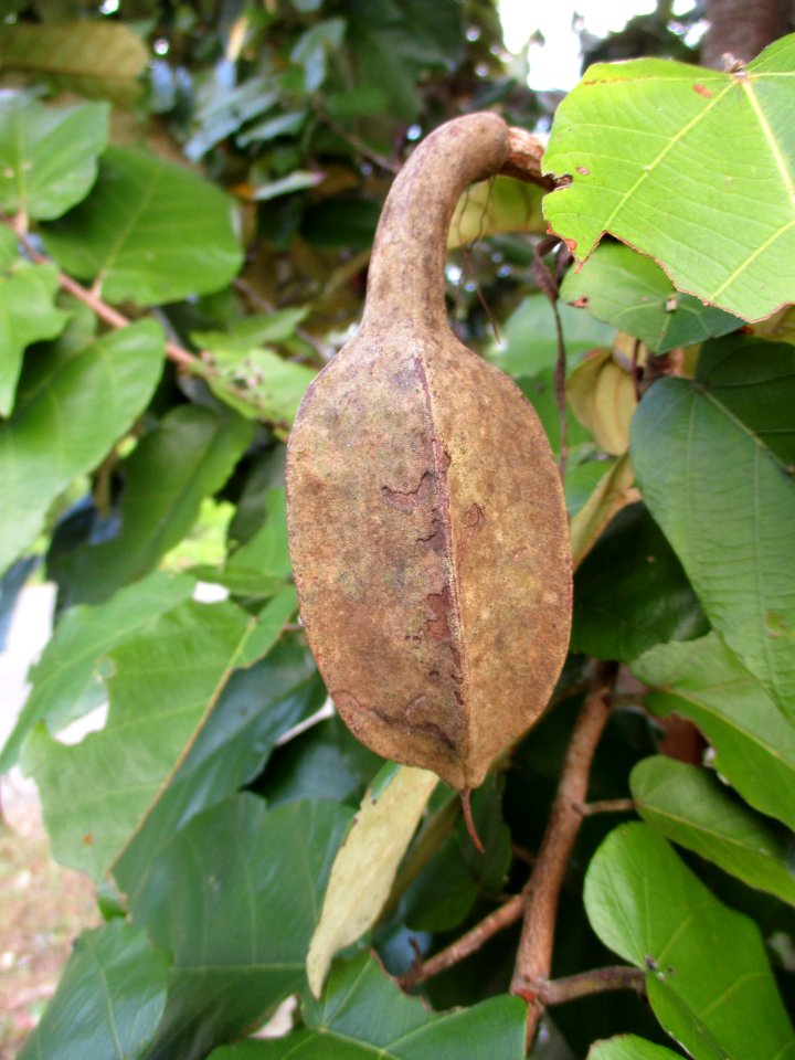 Bayur (Pterospermum diversifolium) pod