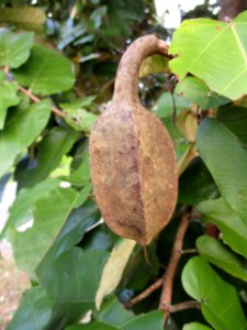 Bayur (Pterospermum diversifolium) pod