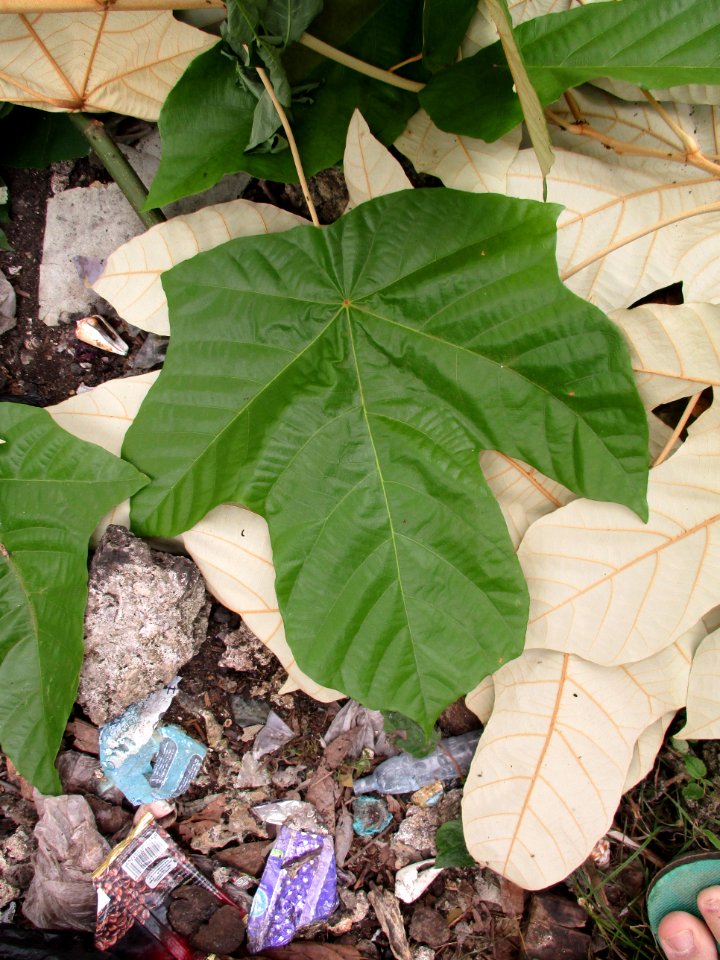 Bayur (Pterospermum diversifolium) juvenile leaves