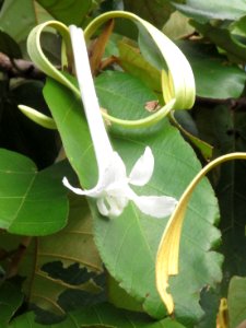 Bayur (Pterospermum diversifolium) flower 1