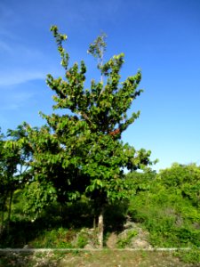 Bayur (Pterospermum diversifolium) tree