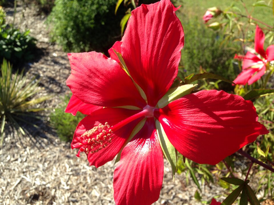 Hibiscus coccineus texas star hibiscus red photo