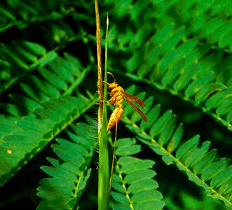Nature plant insect