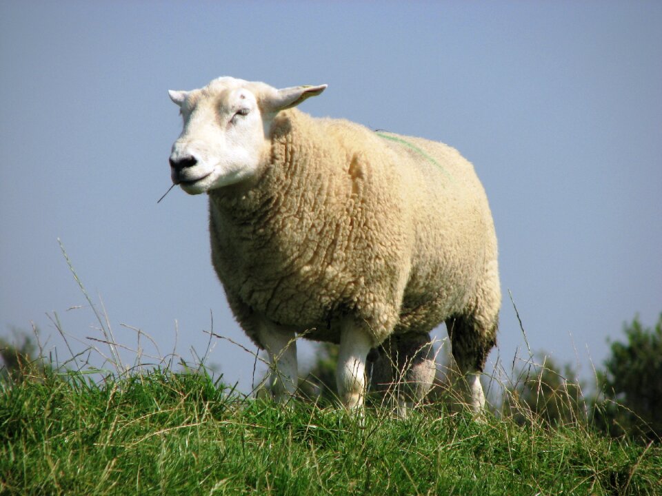 Dike nordfriesland graze