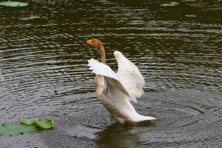 Wild birds wild animal natural