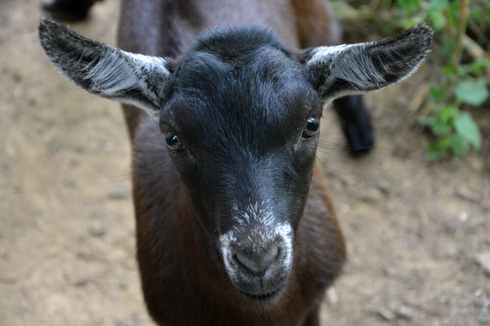 Animal cute black white