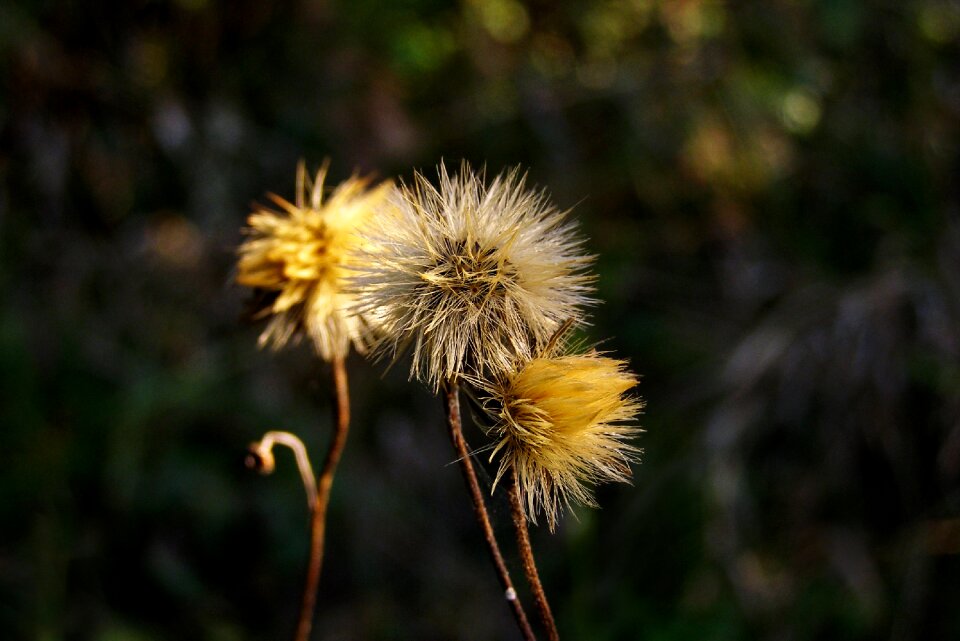 Hawkweed hieracium meadow